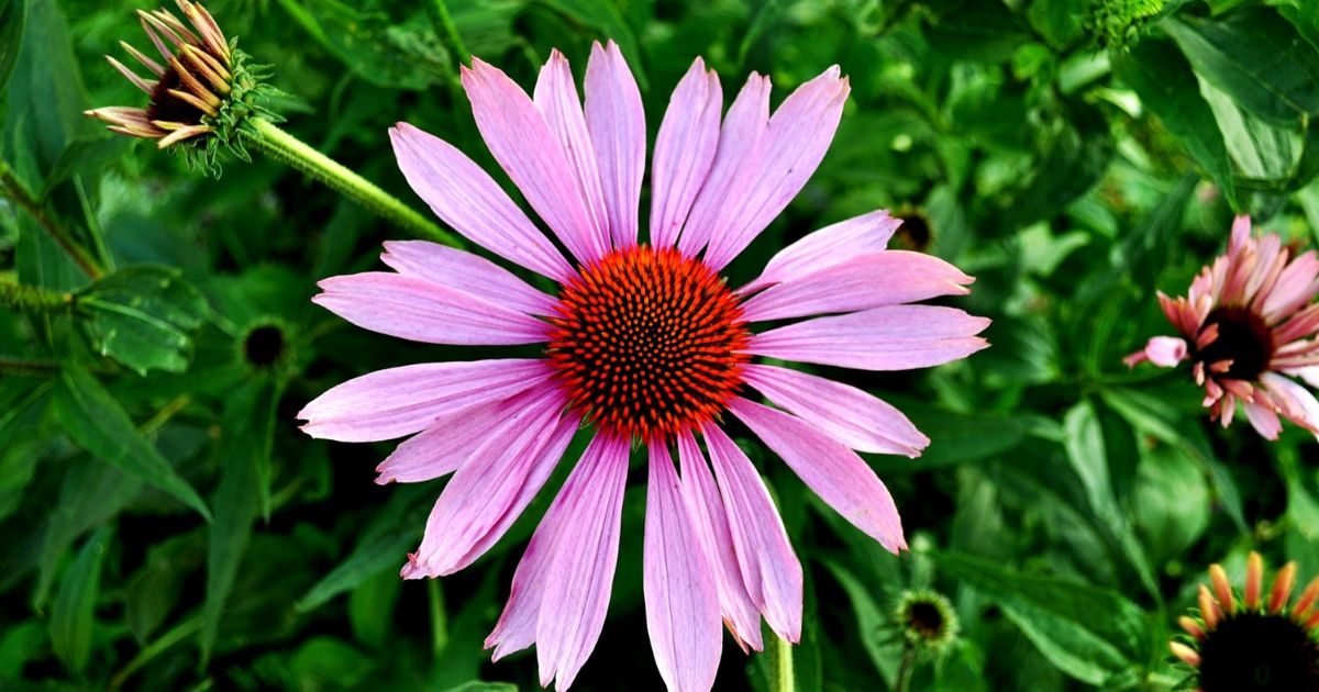 Echinacea
