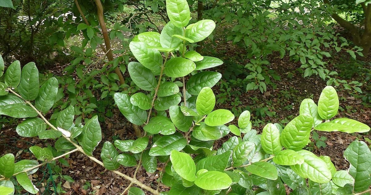 boldovnikliecivy