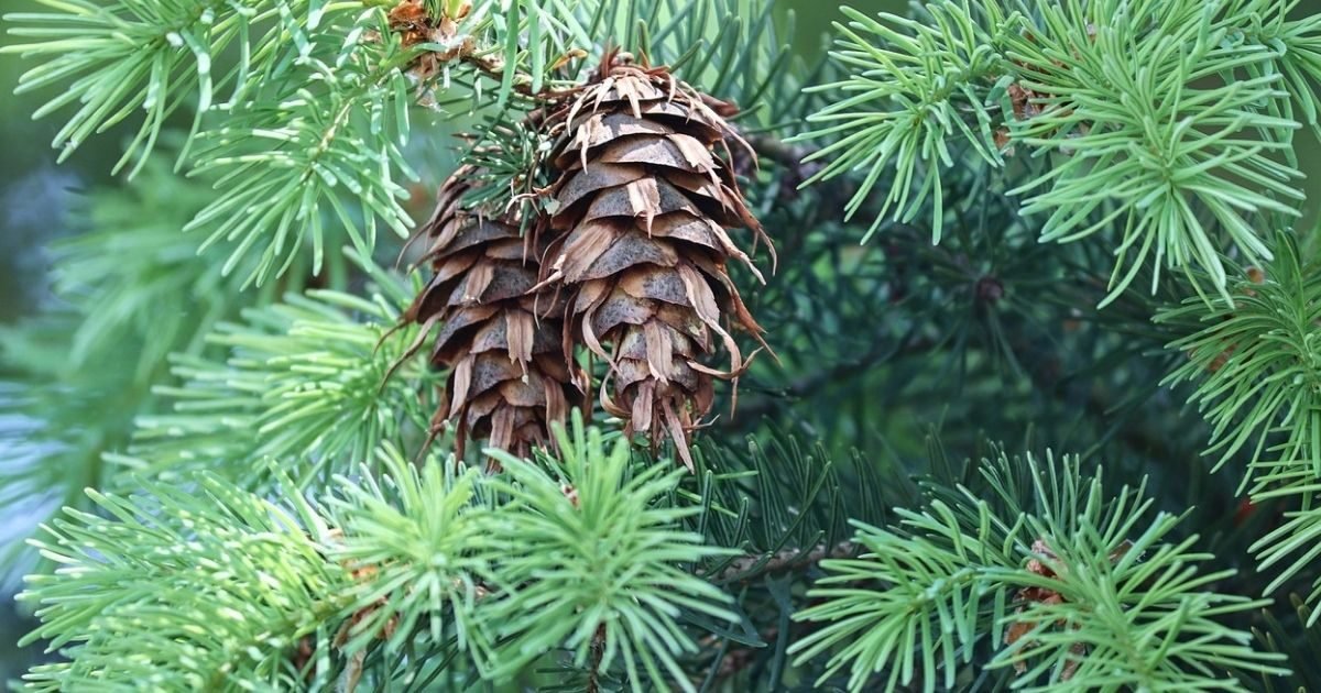 borovicalesna