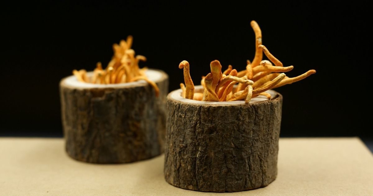 cordyceps