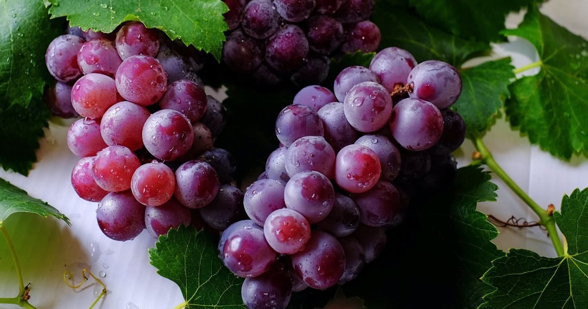 detoxhroznovoustavou