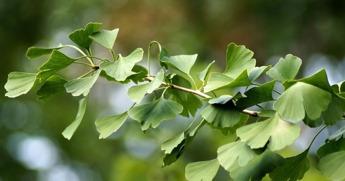 ginkodvojlacne